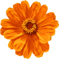Birgit Monz Coaching und Reikipraxis - orangene Blume