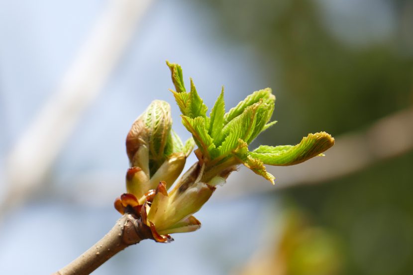 Birgit Monz Coaching und Reikipraxis - Bachblütenberatung - Sweet Chestnut