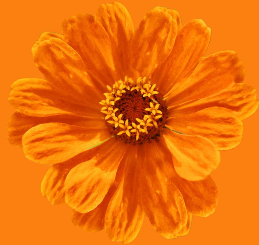 Birgit Monz Coaching und Reikipraxis Blume orange