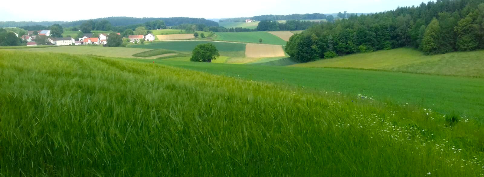 Birgit Monz - Das Leben Spüren - Sommer Wiese