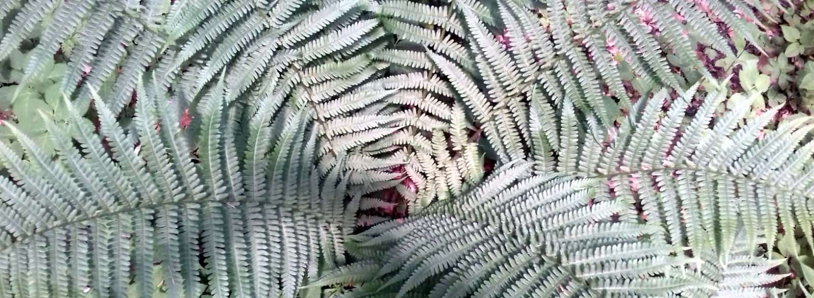 Birgit Monz - Das Leben Spüren - Sommer Farn